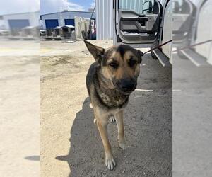 German Shepherd Dog Dogs for adoption in Bakersfield, CA, USA