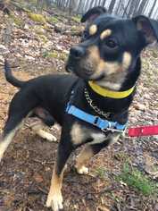 Rottweiler Dogs for adoption in Accident, MD, USA