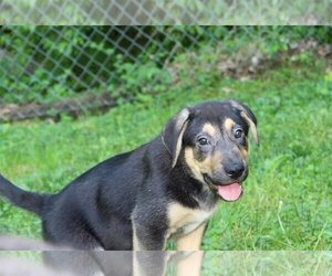 Mutt Dogs for adoption in Fairmont, WV, USA