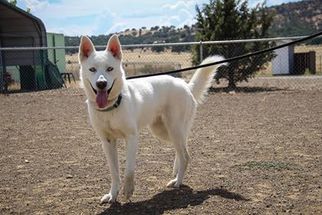 Siberian Husky Dogs for adoption in Yreka, CA, USA