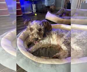 Mutt Dogs for adoption in Middlesex, NC, USA