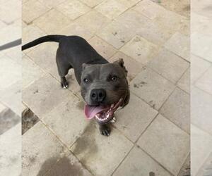 Mutt Dogs for adoption in Santa Maria, CA, USA