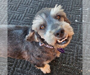 Dameranian Dogs for adoption in Fargo, ND, USA