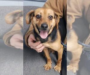 Meagle Dogs for adoption in Batavia, OH, USA
