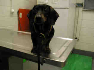 Dachshund Dogs for adoption in Peoria, IL, USA