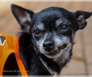 Chihuahua-Unknown Mix Dogs for adoption in Mooresville, NC, USA