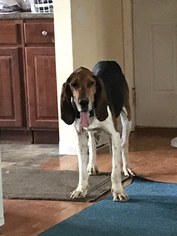 Coonhound Dogs for adoption in Columbus, OH, USA