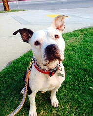 American Pit Bull Terrier-Unknown Mix Dogs for adoption in Sun Valley, CA, USA