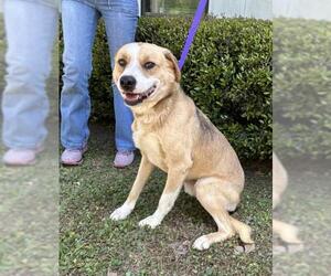 Mutt Dogs for adoption in Mobile, AL, USA