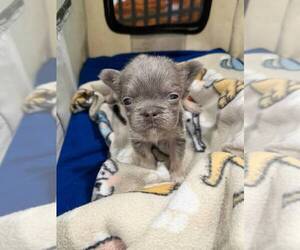 French Bulldog Dogs for adoption in Oakland Park , FL, USA