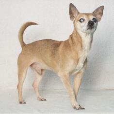 Chihuahua Dogs for adoption in Columbus, GA, USA