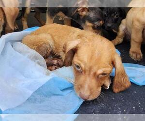 Mutt Dogs for adoption in San Antonio, TX, USA
