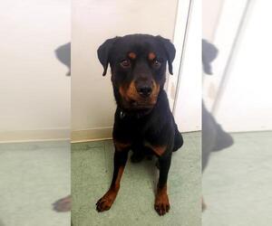 Rottweiler Dogs for adoption in Albany, GA, USA