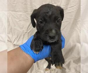 Boxer-Unknown Mix Dogs for adoption in Modesto, CA, USA