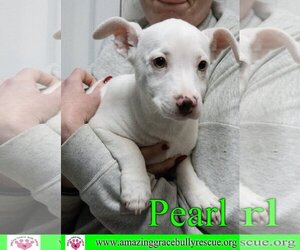 Jack Russell Terrier-Unknown Mix Dogs for adoption in Pensacola, FL, USA