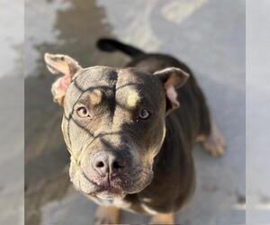 American Pit Bull Terrier-Unknown Mix Dogs for adoption in Tulsa, OK, USA