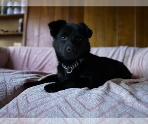 Huskies -Labrador Retriever Mix Dogs for adoption in Anchorage, AK, USA