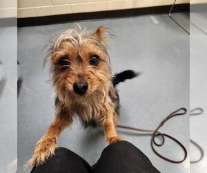 Mutt Dogs for adoption in Denver, CO, USA