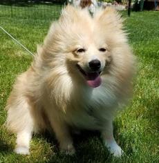Pomeranian Dogs for adoption in Brooklyn Park, MN, USA