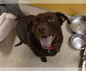 Labrador Retriever Dogs for adoption in Ames, IA, USA