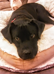 Boxador Dogs for adoption in Livonia, MI, USA