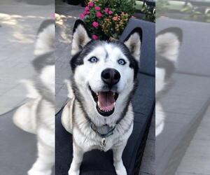 Siberian Husky-Unknown Mix Dogs for adoption in Costa Mesa , CA, USA