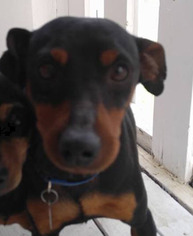 Small Miniature Pinscher