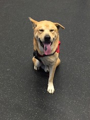 Akita-Chinese Shar-Pei Mix Dogs for adoption in Island Lake, IL, USA