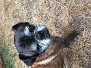 Pug Dogs for adoption in Olympia , WA, USA