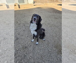 Labrenees Dogs for adoption in Maquoketa, IA, USA