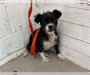 Mutt Dogs for adoption in San Bernardino, CA, USA