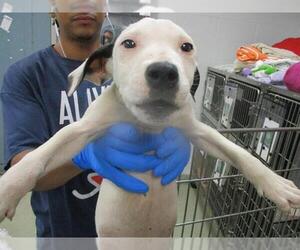 Mutt Dogs for adoption in Oklahoma City, OK, USA