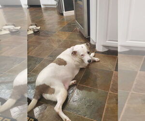 American Pit Bull Terrier-Unknown Mix Dogs for adoption in Brewster, NY, USA