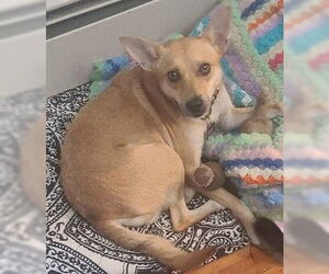 Rat Terrier-Shiba Inu Mix Dogs for adoption in Newfoundland, PA, USA
