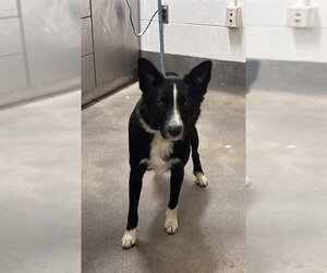 Border Collie-Unknown Mix Dogs for adoption in Forestville, MD, USA