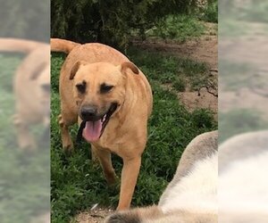 Black Mouth Cur-Unknown Mix Dogs for adoption in westminster, CO, USA