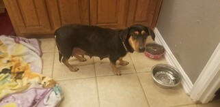Dachshund-Unknown Mix Dogs for adoption in Lowell, IN, USA