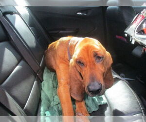 Bloodhound Dogs for adoption in Ocala, FL, USA