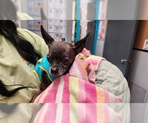 Chihuahua Dogs for adoption in Santa Barbara, CA, USA