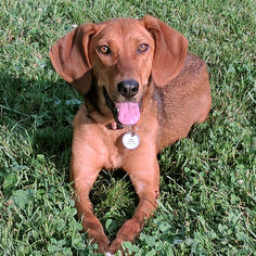 Medium Photo #1 Redbone Coonhound-Unknown Mix Puppy For Sale in Garfield Heights, OH, USA