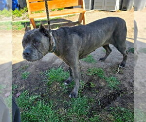Mutt Dogs for adoption in Long Beach, CA, USA