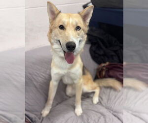 Medium Photo #1 Siberian Husky Puppy For Sale in Muskegon, MI, USA