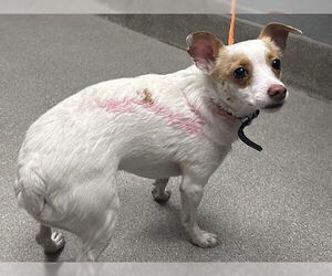 Chihuahua-Unknown Mix Dogs for adoption in Las Vegas, NV, USA