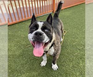 French Bulldog-Siberian Husky Mix Dogs for adoption in Las Vegas, NV, USA