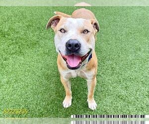 American Pit Bull Terrier Dogs for adoption in West Palm Beach, FL, USA