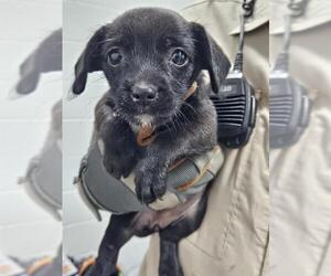 Labrador Retriever-Unknown Mix Dogs for adoption in Temple, TX, USA