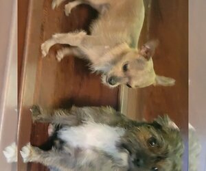 ShiChi Dogs for adoption in San Antonio, TX, USA
