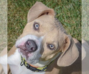 American Staffordshire Terrier-Beagle Mix Dogs for adoption in Huntley, IL, USA