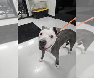 Mutt Dogs for adoption in Temple, TX, USA