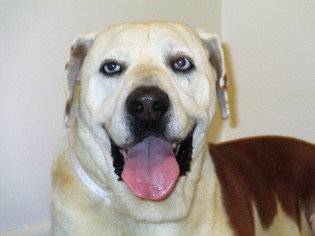 Labrador Retriever Dogs for adoption in Point Pleasant, PA, USA